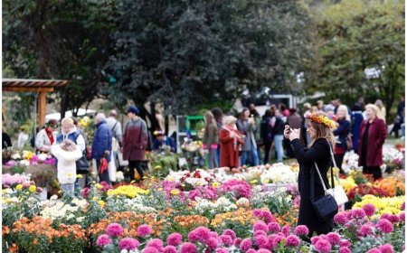 ბოტანიკურ ბაღში ელექტრომობილებით სარგებლობის სერვისი განახლდა