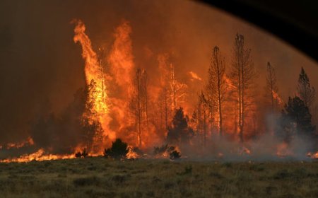 ძალიან მძიმეე ვითარებაა რაჭაში, სოფელ ღებში, ტყის მასივი იწვის - კადრები ადგილიდან (ვიდეო)